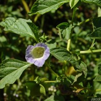 Nicandra physalodes (L.) Gaertn.